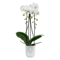 vibes fold orchidee hoch 12,5cm transparent